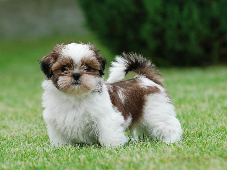 Schnauzer and Shih Tzu mix size lifespan and temperament