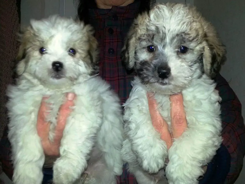 Shih Tzu cross toy poodle