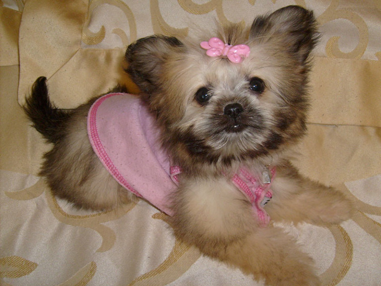 Information About Dog Breed ShiChi Chihuahua X Shih Tzu