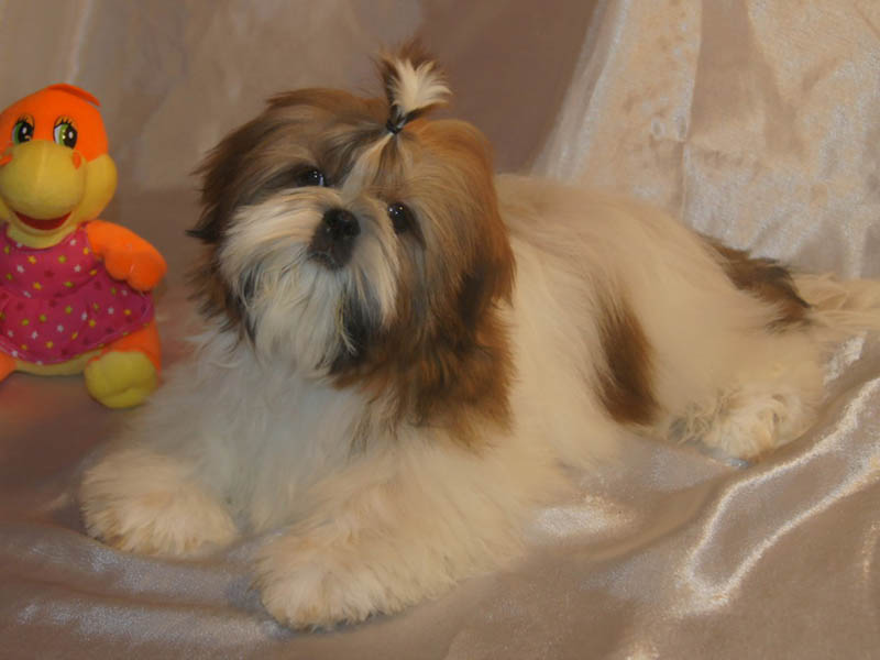 Potty Training A Shih Tzu Puppy At Home And Outside