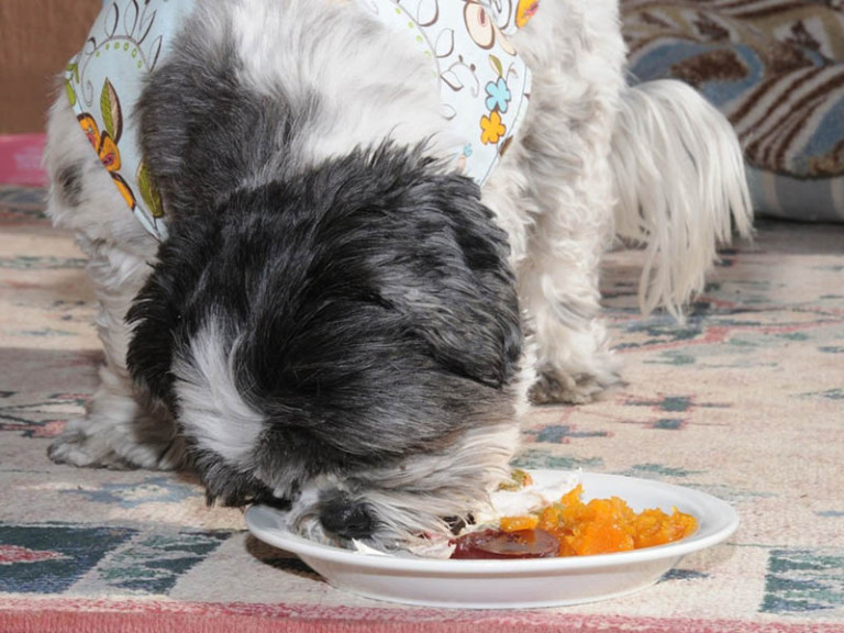 Diarrhea in dogs Shih Tzu