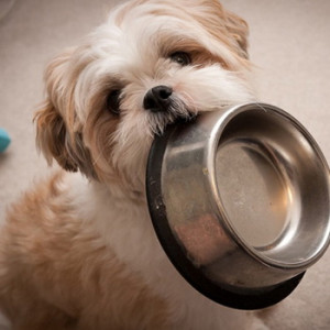 6 Month Old Shih Tzu - Feeding, Potty Training And House Training