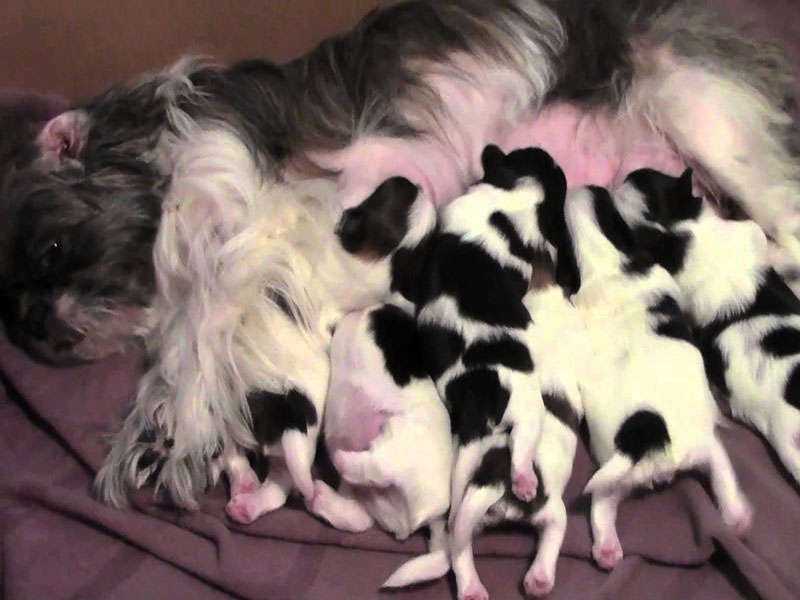 how do you know if a shih tzu is pregnant