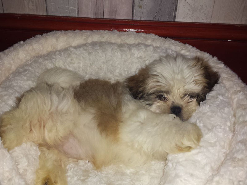 how do you take care of a pregnant shih tzu