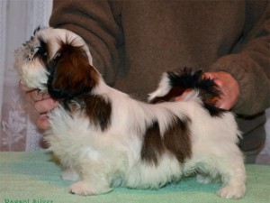 How to care for a 6 month old shih tzu