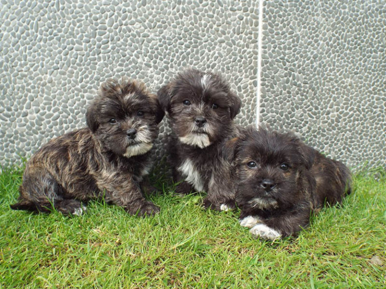 Miniature schnauzer x Shih Tzu