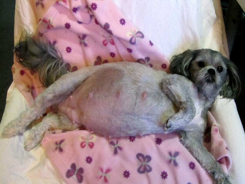 how do you know if a shih tzu is pregnant