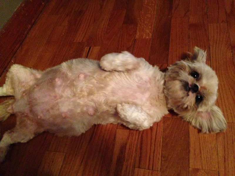 how do you know if a shih tzu is pregnant