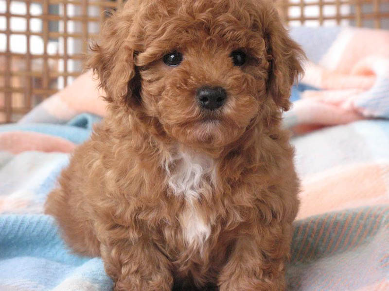 teddy bear shih tzu poodle mix