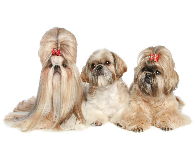 Best dog food for a Shih Tzu