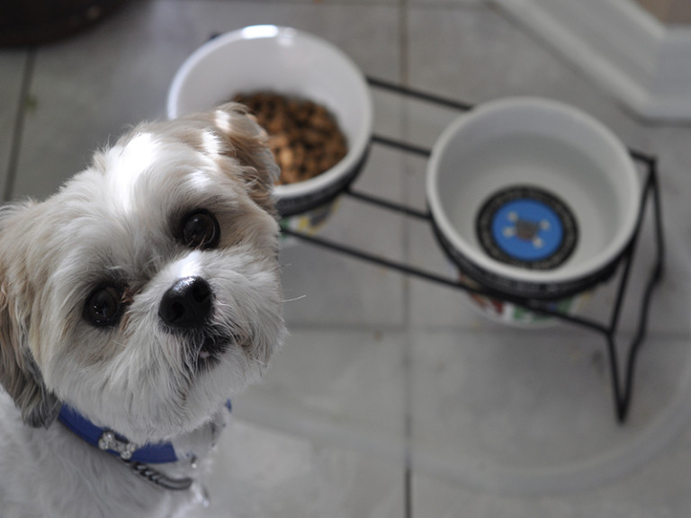 Best Shih Tzu food