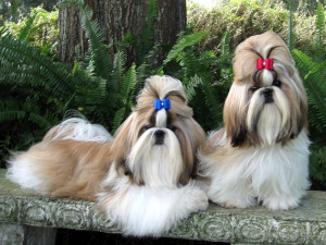 Dog names for female Shih Tzu puppies