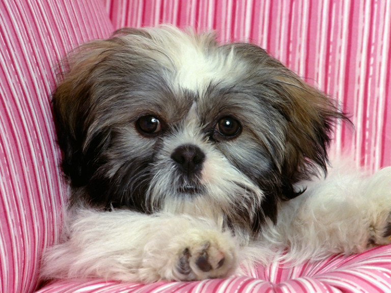 Name of Shih Tzu female