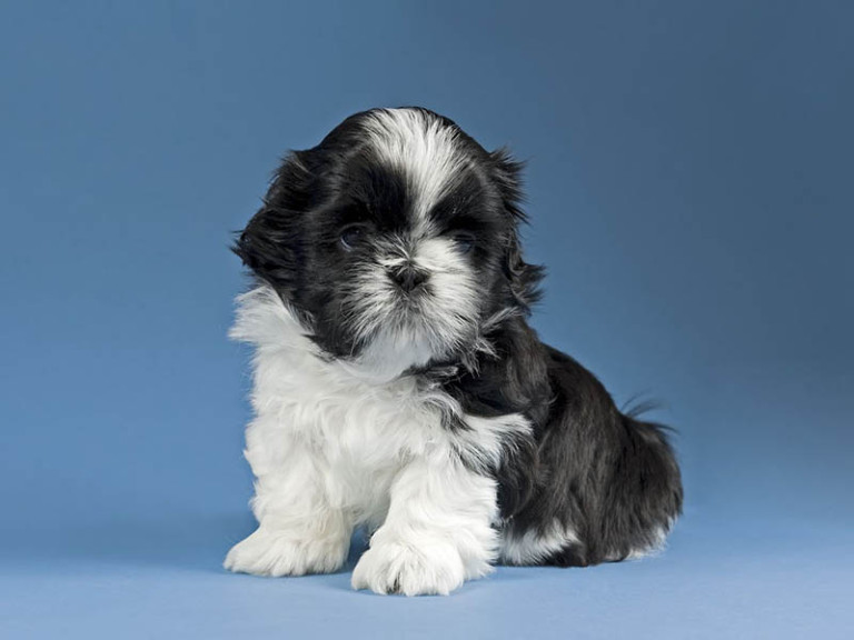 When should i spay my Shih Tzu puppy