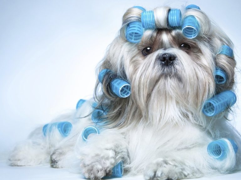 Average lifespan of a Shih Tzu