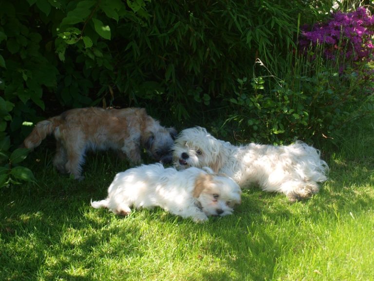 Bathing a Shih Tzu