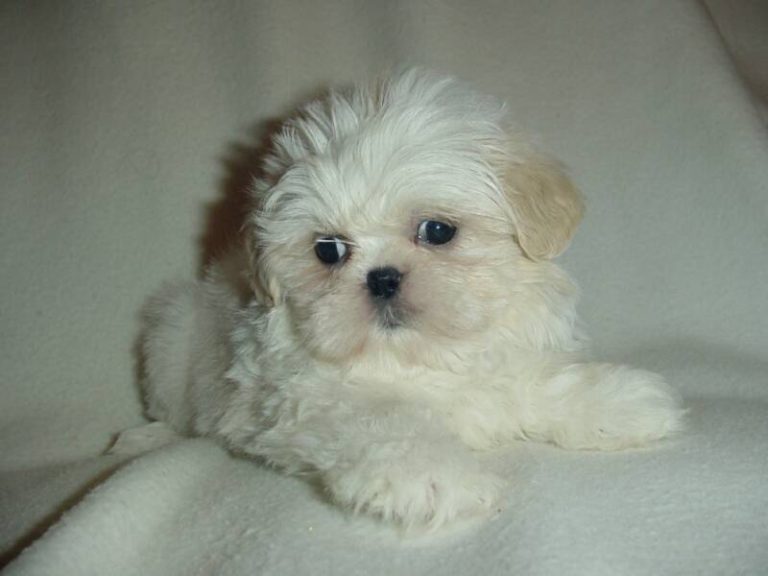 Bathing Shih Tzu