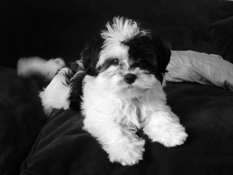 Dieter Shih Tzu