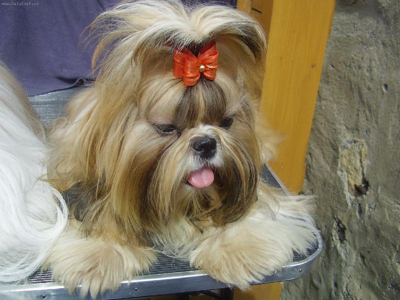 How Long Do Shih Tzu Dogs Live Average Lifespan