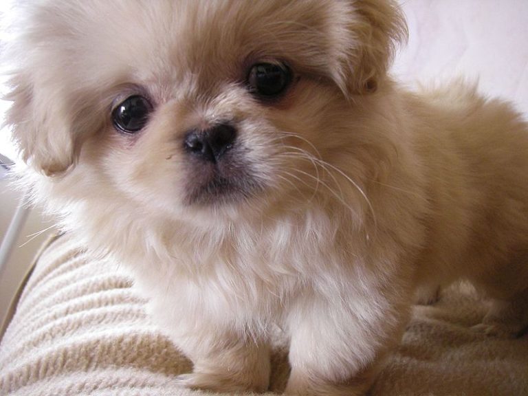 How long does a Shih Tzu live