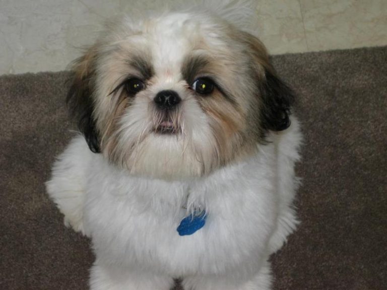 How to cut a Shih Tzu tail