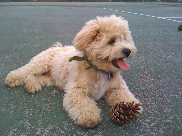 Imperial Shih Tzu full grown