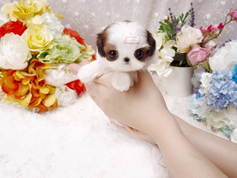 Imperial teacup Shih Tzu