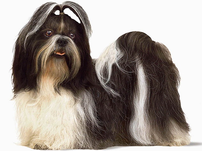 Longest Living Shih Tzu 1001doggy Longest Living Shih Tzu 1001doggy