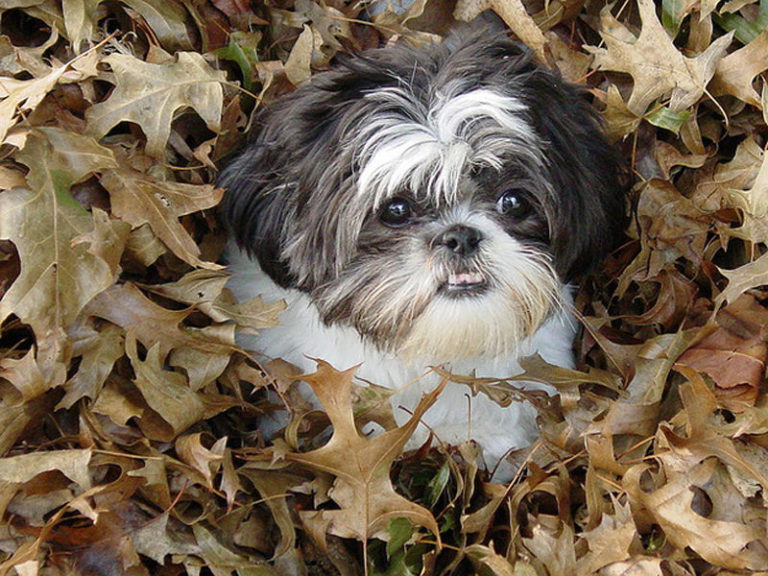 My Shih Tzu has very dry itchy skin