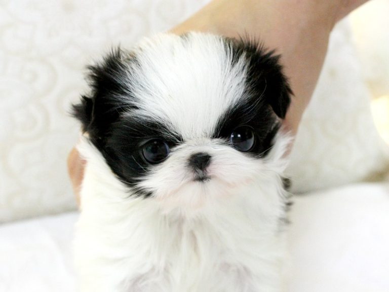 Name of Shih Tzu female