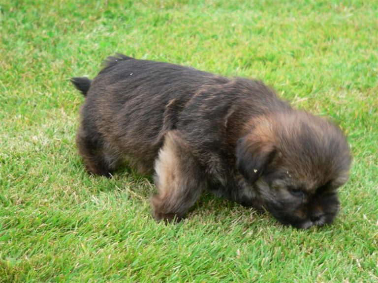 Shih Tzu barking and growling