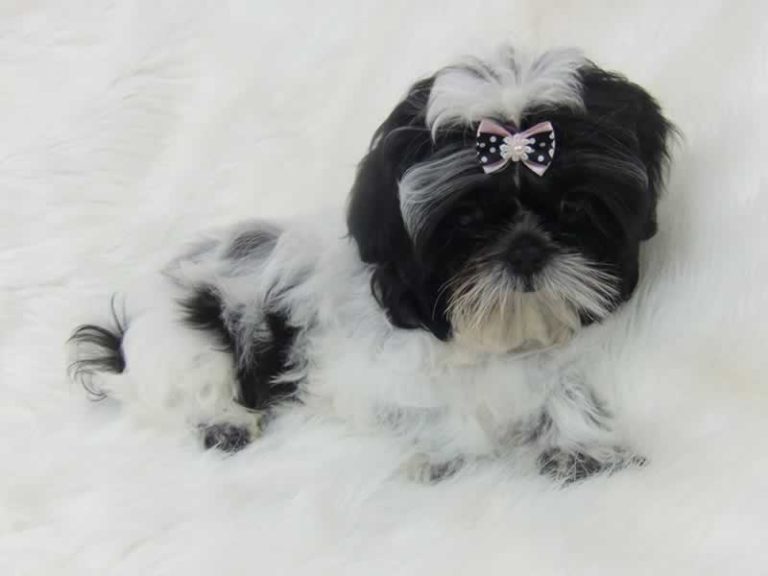 Shih Tzu bows uk