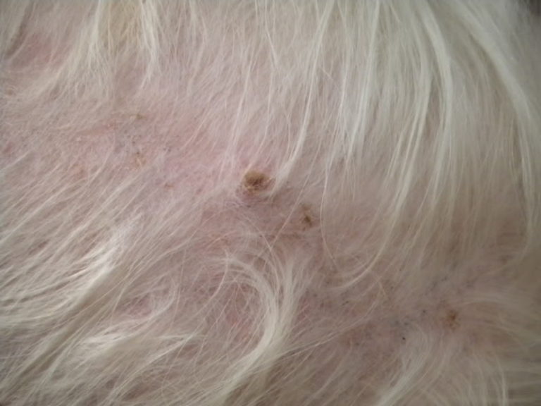 Shih Tzu Skin Problems Itching Dundruff And Its Treating