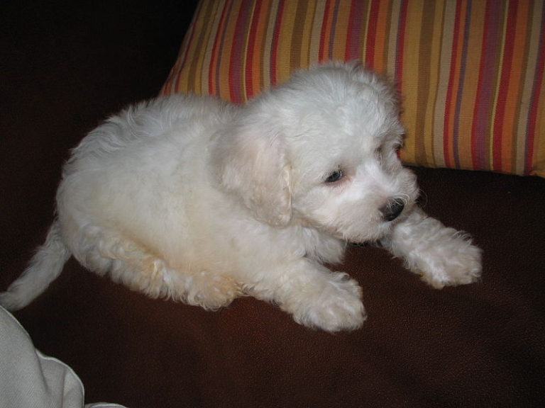 Shih Tzu vomiting white foam