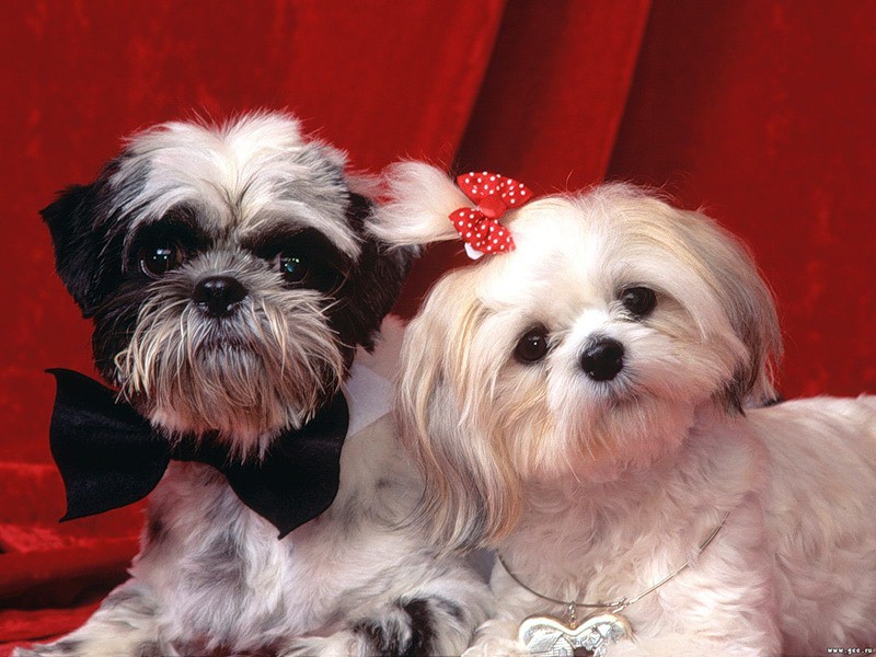 Shih Tzu with bow