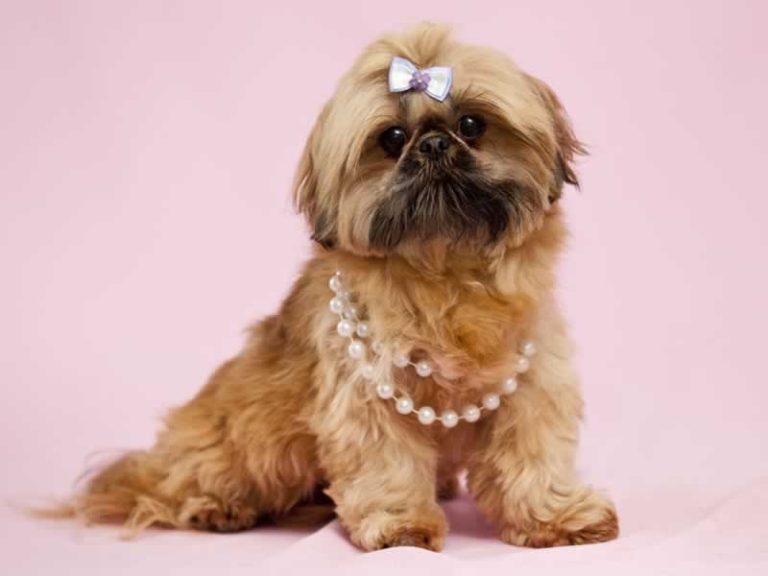 What is the average weight of a Shih Tzu