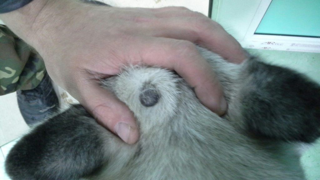 Cancer In Siberian Husky