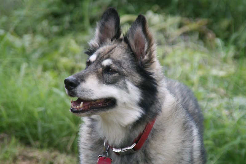 German Shepherd and Siberian Husky mix