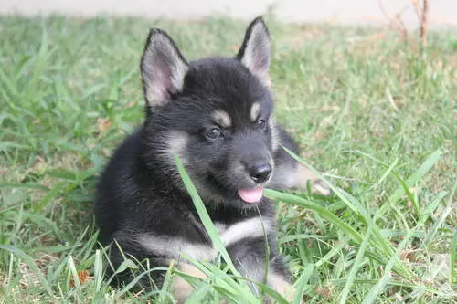 German Shepherd and Siberian Husky mix puppy
