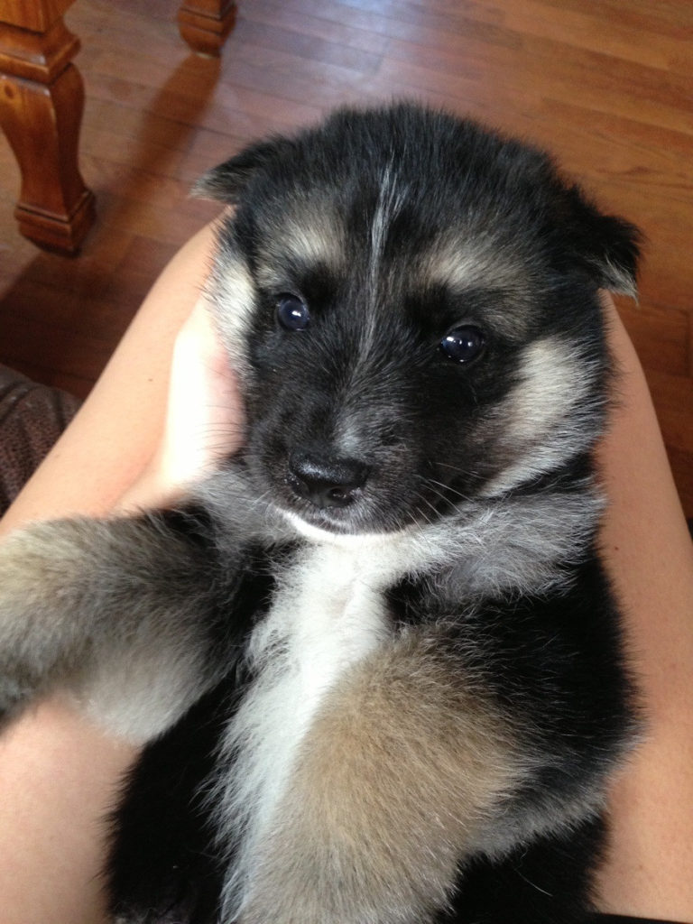 Shepherd and Siberian Husky mix