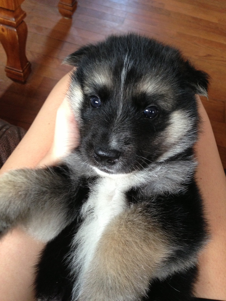 German Shepherd And Siberian Husky Mix: Appearance ...