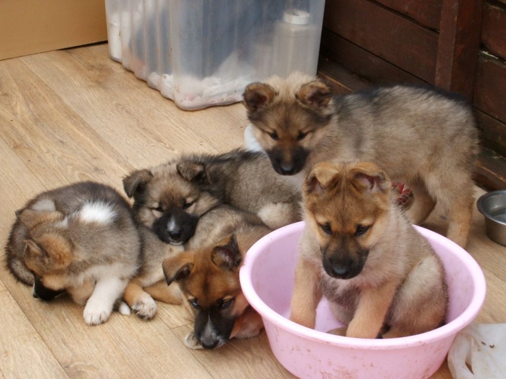 Shepherd and Siberian Husky mix