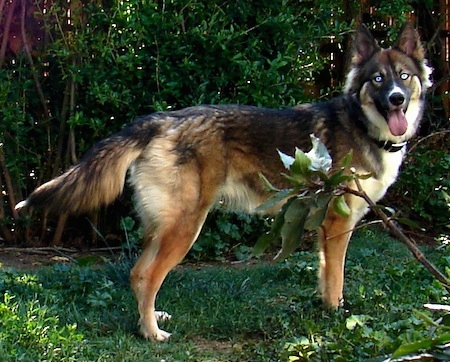 Shepherd and Siberian Husky mix