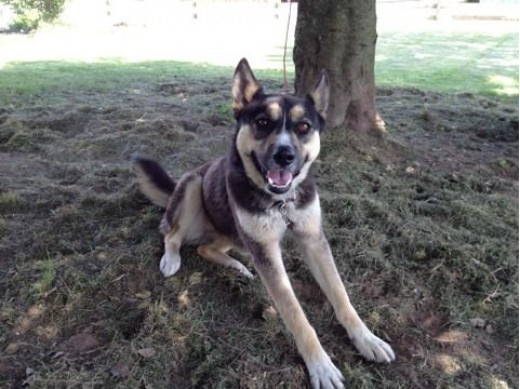 German Shepherd and Siberian Husky mix