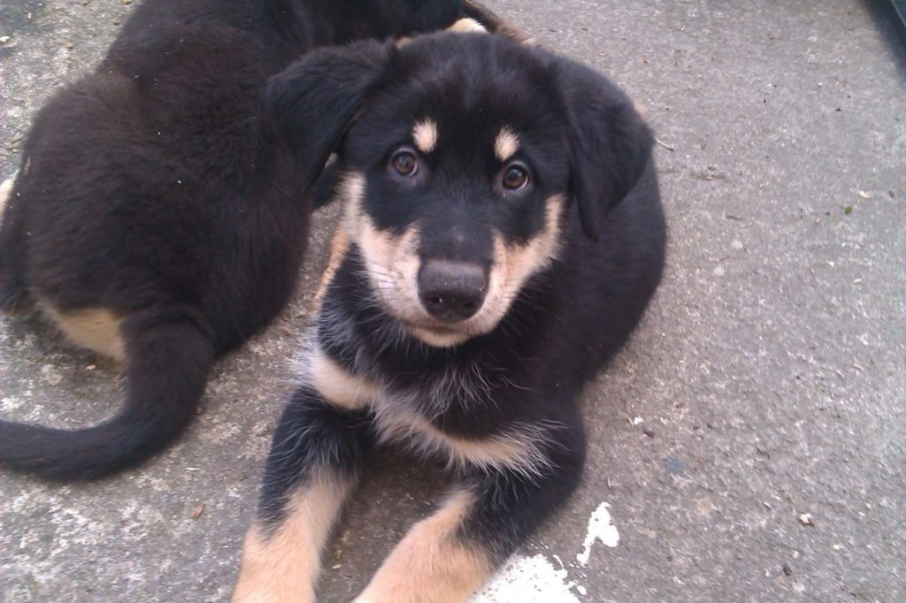 Husky Rottweiler Puppies For Sale