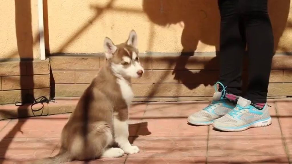 How To Potty Train A Siberian Husky Training Tips And Problems