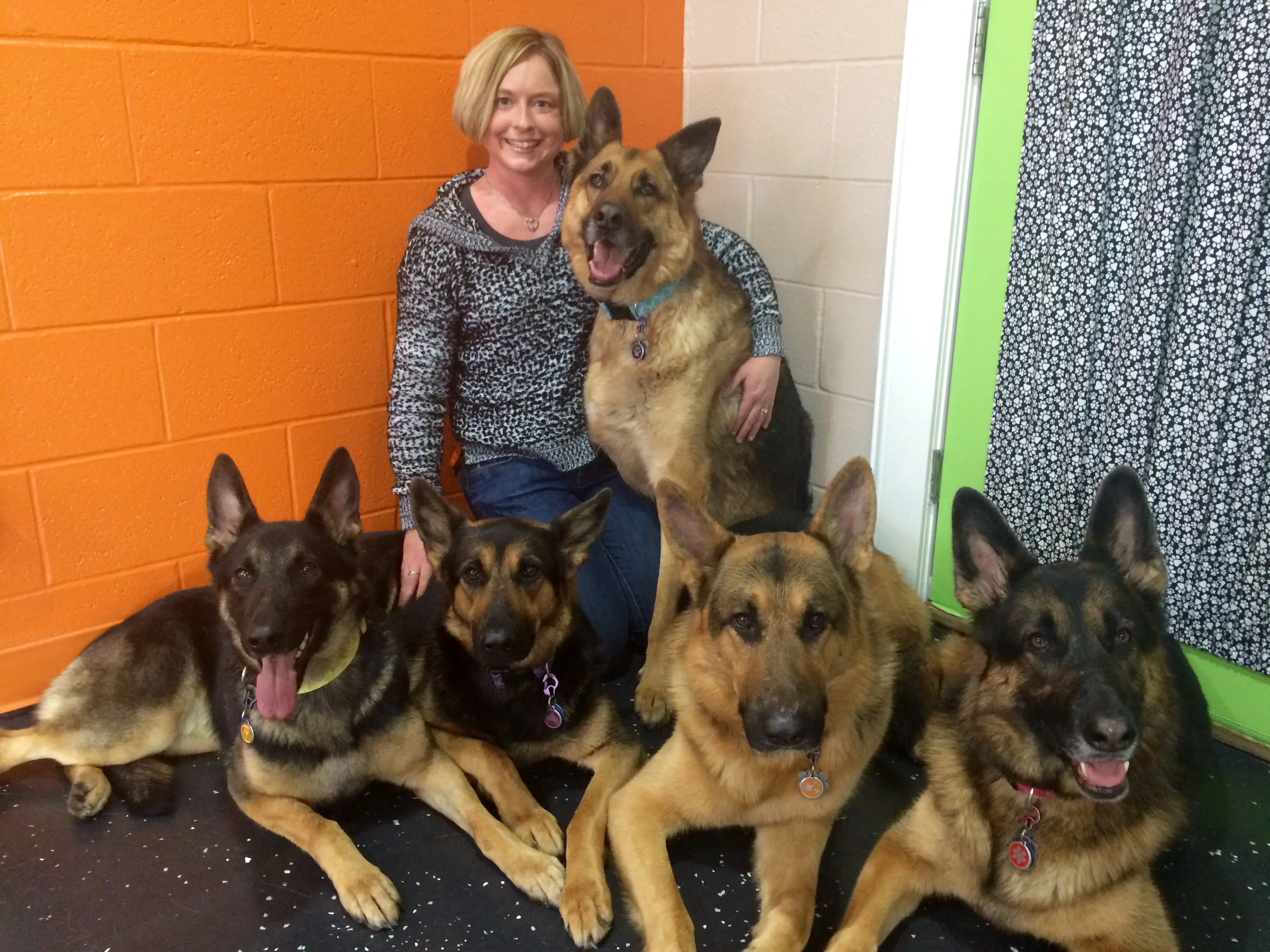 10-month-old-german-shepherd-puppies-1001doggy