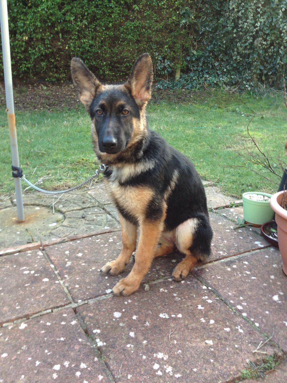 how much should a 4 month old german shepherd weight