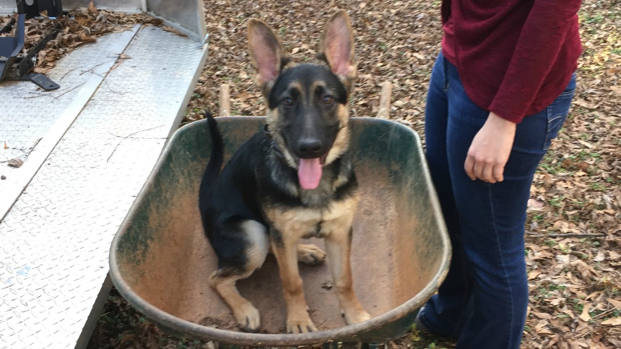 German Shepherd Size And Weight Chart