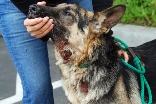 German shepherd shop allergic to chicken